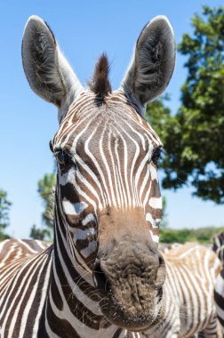 Afrika Zebra portresi. Siyah-beyaz çizgili ve dik bir yele ile Afrika vahşi at