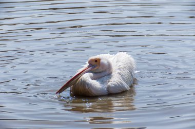 Pelikan aileyi Pelecanidae yapar büyük su kuşları cinsi vardır.