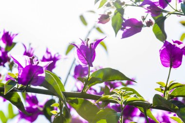 Çiçek açan Begonvil bush şube canlı çiçek tam