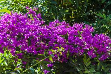 Çiçek açan Begonvil bush şube canlı çiçek tam