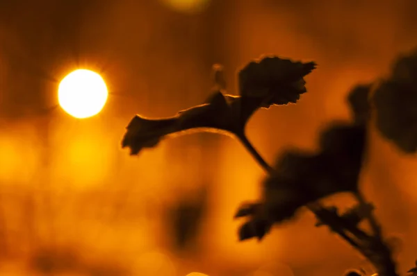 Pelargonium Blommor Silhuetter Med Bokeh Ställen Bakgrund Natten — Stockfoto