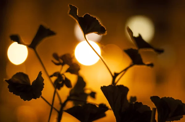 Pelargonium Blommor Silhuetter Med Bokeh Ställen Bakgrund Natten — Stockfoto