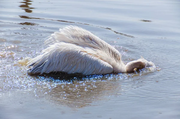 Pélicans Est Genre Oiseaux Aquatiques Famille Des Pelecanidae — Photo