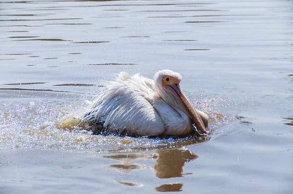 Pélicans Est Genre Oiseaux Aquatiques Famille Des Pelecanidae — Photo