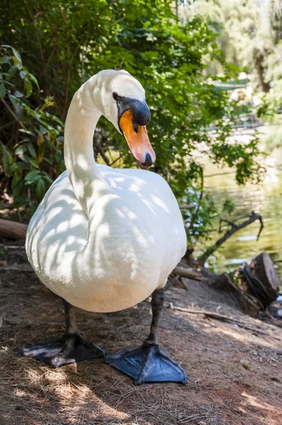 Les Cygnes Sont Des Oiseaux Famille Des Anatidae Appartenant Genre — Photo