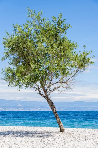 Нахилене Молоде Оливкове Дерево Гальковому Пляжі Опівдні — стокове фото