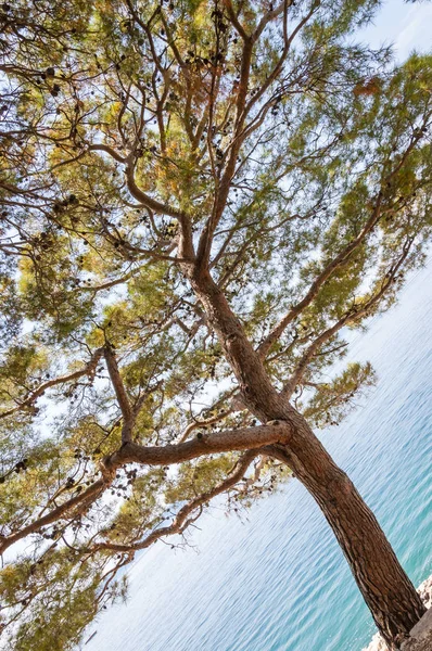 Дерево Сосни Скелясті Схилі Адріатичного Узбережжя — стокове фото
