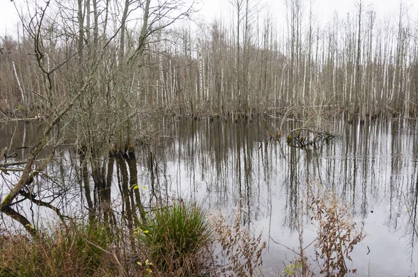 Oversvømmet Skov Blev Dyster Sump Litauen - Stock-foto