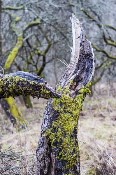 Παρωχημένες Μηλιές Δέντρα Στο Εγκαταλελειμμένο Χωριό Λιθουανικά — Φωτογραφία Αρχείου
