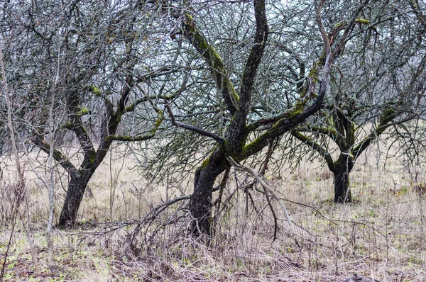 Frutteto Meli Obsoleti Nel Villaggio Lituano Abbandonato — Foto Stock