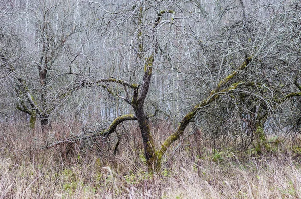 Obstgarten Mit Veralteten Apfelbäumen Verlassenem Litauischen Dorf — Stockfoto