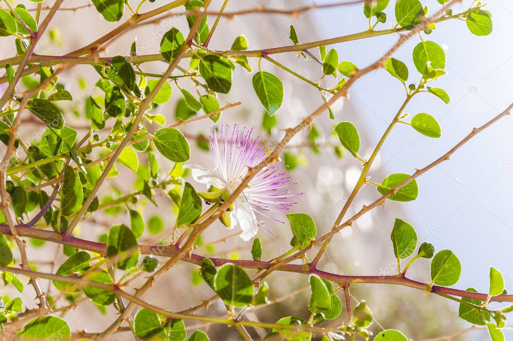 Blooming holy Capparis flower on caper shrub which is growing on Western Wall in Jerusalem.