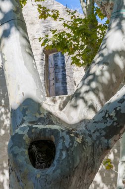 Avignon Fransa çınar ağacının gövde üzerinde büyük oyuk