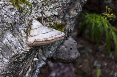 KAV mantar mantar düşmüş ağaç gövdesinde büyüyen.