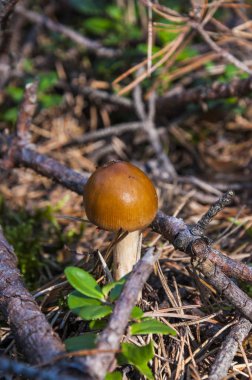 Bazı çok güzel ve ilginç türler ve zor ayırt tür bir sürü cins Russula içerir.
