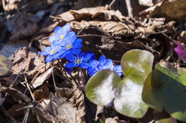 İlk mantarı kardelen mavi mor mor çiçekler erken bahar ormandaki
