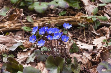 İlk mantarı kardelen mavi mor mor çiçekler erken bahar ormandaki