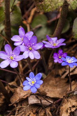 İlk mantarı kardelen mavi mor mor çiçekler erken bahar ormandaki