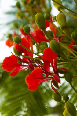 Delonix regia, alev ağacı bir fasulye ailesindeki baklagiller bitki türüdür. Eğreltiotu benzeri yaprakları ve gösterişli çiçekler görüntüsünü kaydetti.
