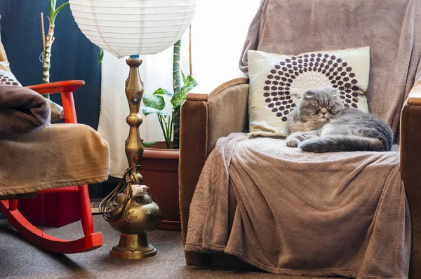 Retro iç kompozisyon ile uyuyan bir İskoç fold kedi yanında eski lamba ve sallanan sandalye koltuk üzerinde