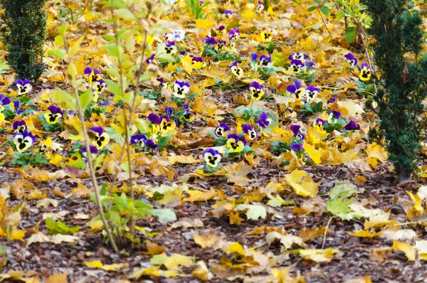 Flores Florecientes Viola Rodeadas Hojas Arce Caídas — Foto de Stock