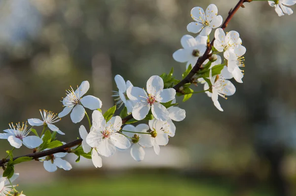 It is amazing time when apple trees are blooming. It looks like pure white clouds down to earth. Blooming apple tree branch full of white flowers.