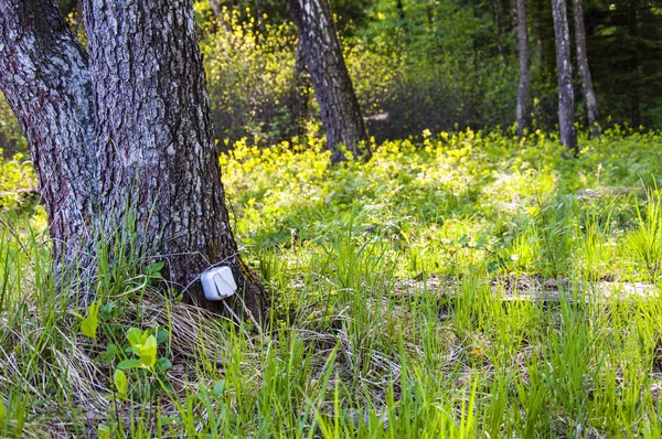 Kabel Připojen Zásuvky Visí Kmen Stromu Lese Nezodpovědně Nebezpečí Nemoc — Stock fotografie