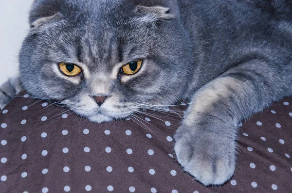 Scottish Folds Sont Des Chats Rustiques Leur Disposition Correspond Leur — Photo