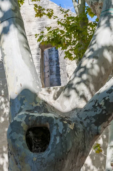 Grote Hol Een Trunk Voor Sycamore Tree Avignon Frankrijk — Stockfoto