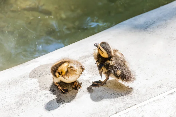 Young Ducklings Washing Drying Pond Ducks Medium Sized Aquatic Birds — Stock Photo, Image