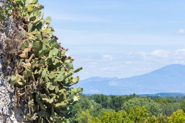 Wild Kaktus Rostliny Pěstované Jednom Kopců Avignon — Stock fotografie