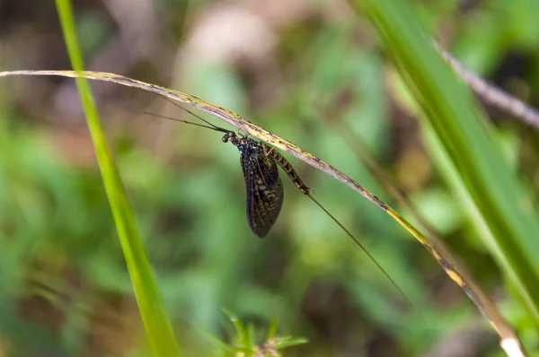 Pequeño Insecto Drake Sentado Boca Abajo Hoja Verde — Foto de Stock