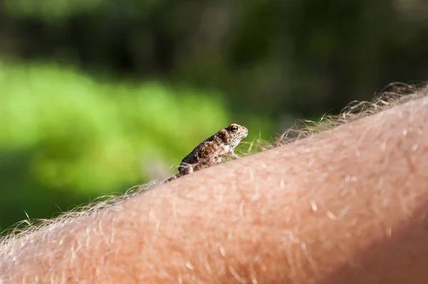 Gewone Pad Kleine Amfibieën Klimmen Behaarde Huid Van Iemands Arm — Stockfoto