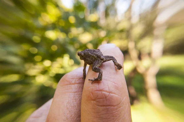 Gewone Pad Kleine Amfibieën Klimmen Iemands Hand — Stockfoto