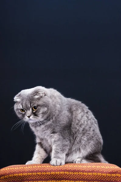 Scottish Folds Sont Des Chats Rustiques Leur Disposition Correspond Leur — Photo