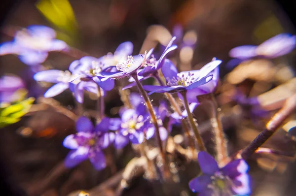 Pierwszy Hepatica Przebiśnieg Niebieski Fioletowy Fioletowe Kwiaty Lesie Wczesną Wiosną — Zdjęcie stockowe