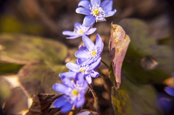 Pierwszy Hepatica Przebiśnieg Niebieski Fioletowy Fioletowe Kwiaty Lesie Wczesną Wiosną — Zdjęcie stockowe