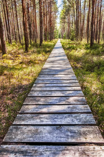 Деревянная Дорожка Болотном Лесу Тракайского Национального Парка Этом Болотистом Региональном — стоковое фото