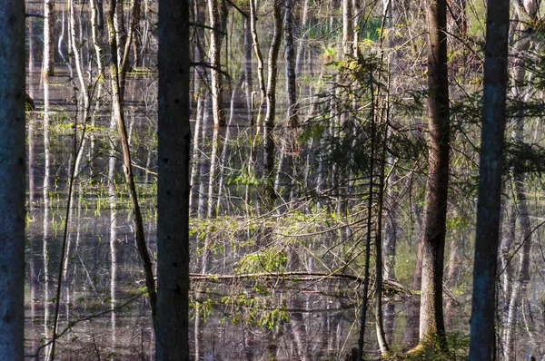 Flooded forest became swamp. Trees reflection in water