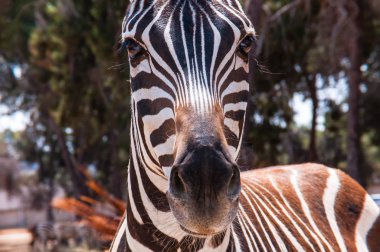 Zebra Close-up. Siyah-beyaz çizgili ve dik bir yele ile Afrika vahşi at.