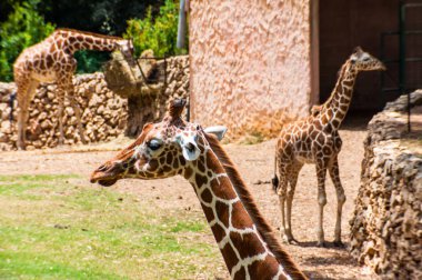 Eilat, İsrail - 18 Mayıs 2012: Zürafalar büyük kuş kafesi içinde Safari, Ramat Gan, İsrail farklı mesafelerde ayakta