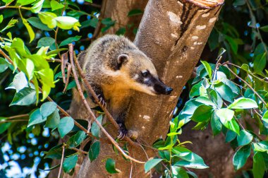 Coati sadece Amerika kıtasında bulunan orta ölçekli bir memeli olduğu. Coati Kuzey, orta ve Güney arasında bir dizi farklı habitatları yaygın olarak dağıtılan bulunur.