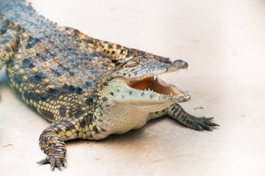 İle yere oturmuş caiman Timsah Timsah ağzı açık
