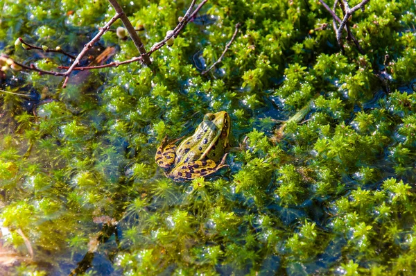 Groene Kikker Zittend Groene Sappige Zeewier Waterplanten Groeien Zoete Lake — Stockfoto