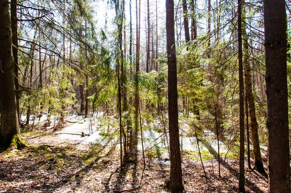 Flooded forest became swamp. Trees reflection in water