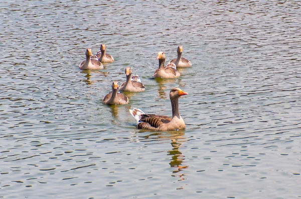 Familia Gansos Nadando Lago —  Fotos de Stock