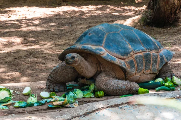 Huge Land Tortoise Reptile Eating Vegetables — Stock Photo, Image