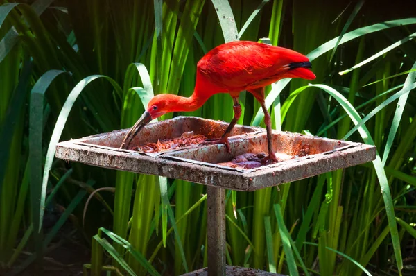 Ibis Écarlate Rouge Vif Mangeant Sur Mangeoire Entourée Tiges Herbe — Photo