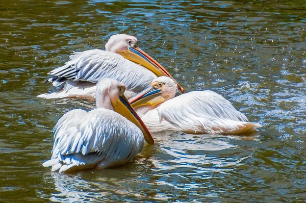 Trei Pelicani Albi Înoată Lac — Fotografie, imagine de stoc