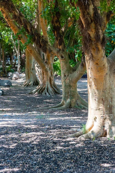 Kuzey Doğu Srail Bahçede Ficus Sycomorus Veya Çınar Ağaçları — Stok fotoğraf